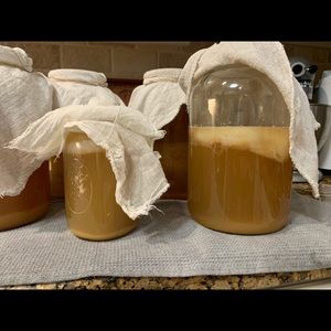 COPY - SCOBY for home brew Kombucha